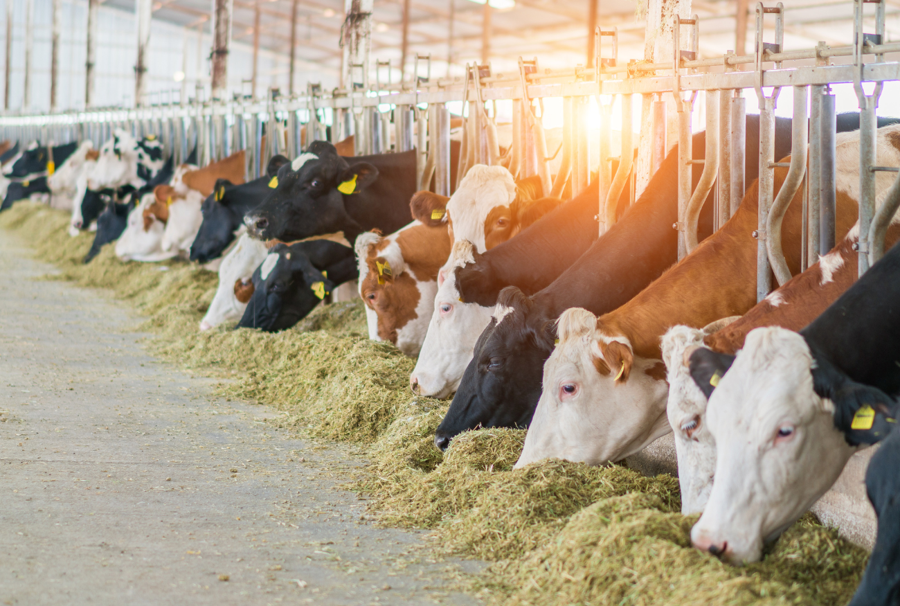 A Year on a New York Dairy Farm: What Happens Each Season