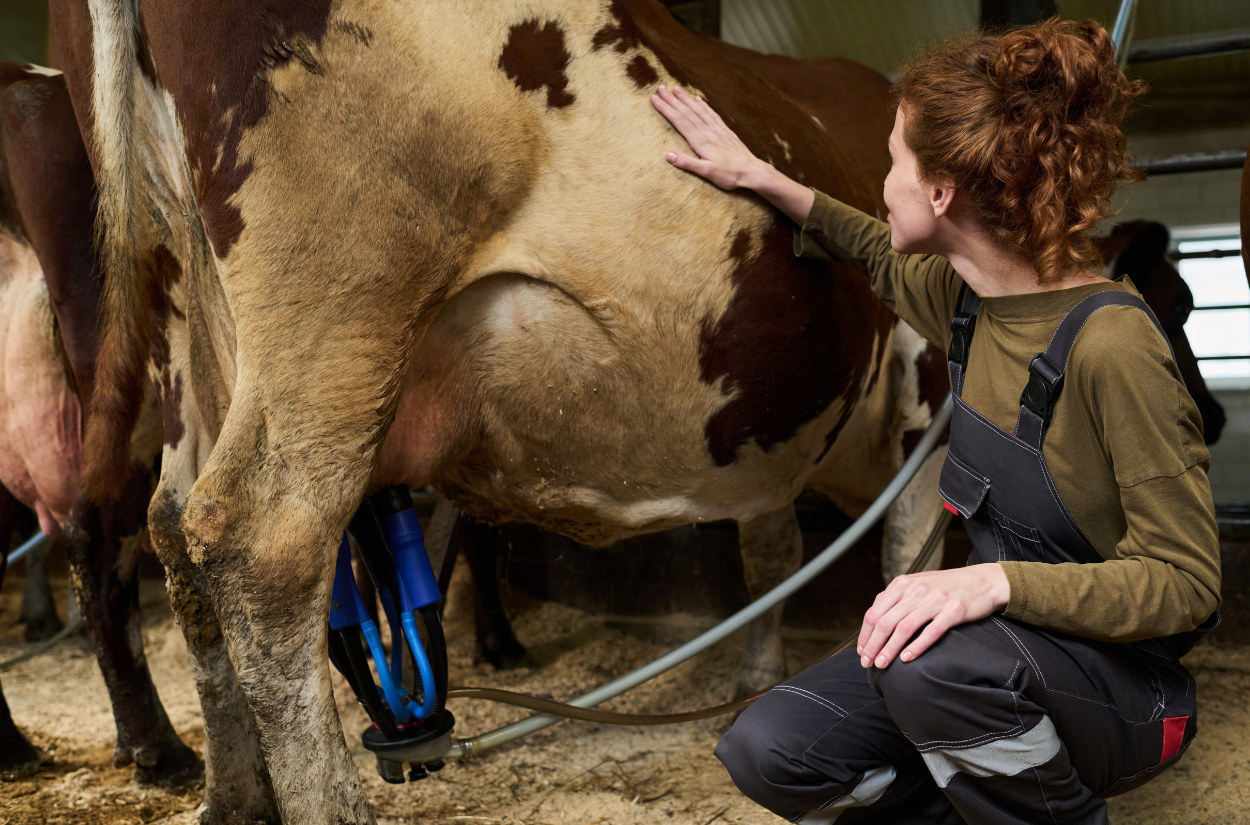 What’s New in Dairy: 2026 Trends Shaping New York’s Dairy Industry