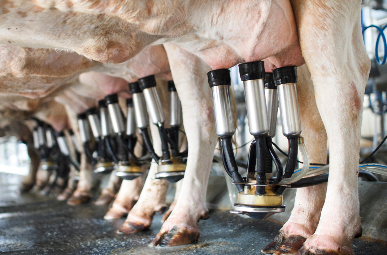 From Farm to Fridge: How Milk Stays Fresh Year-Round in New York