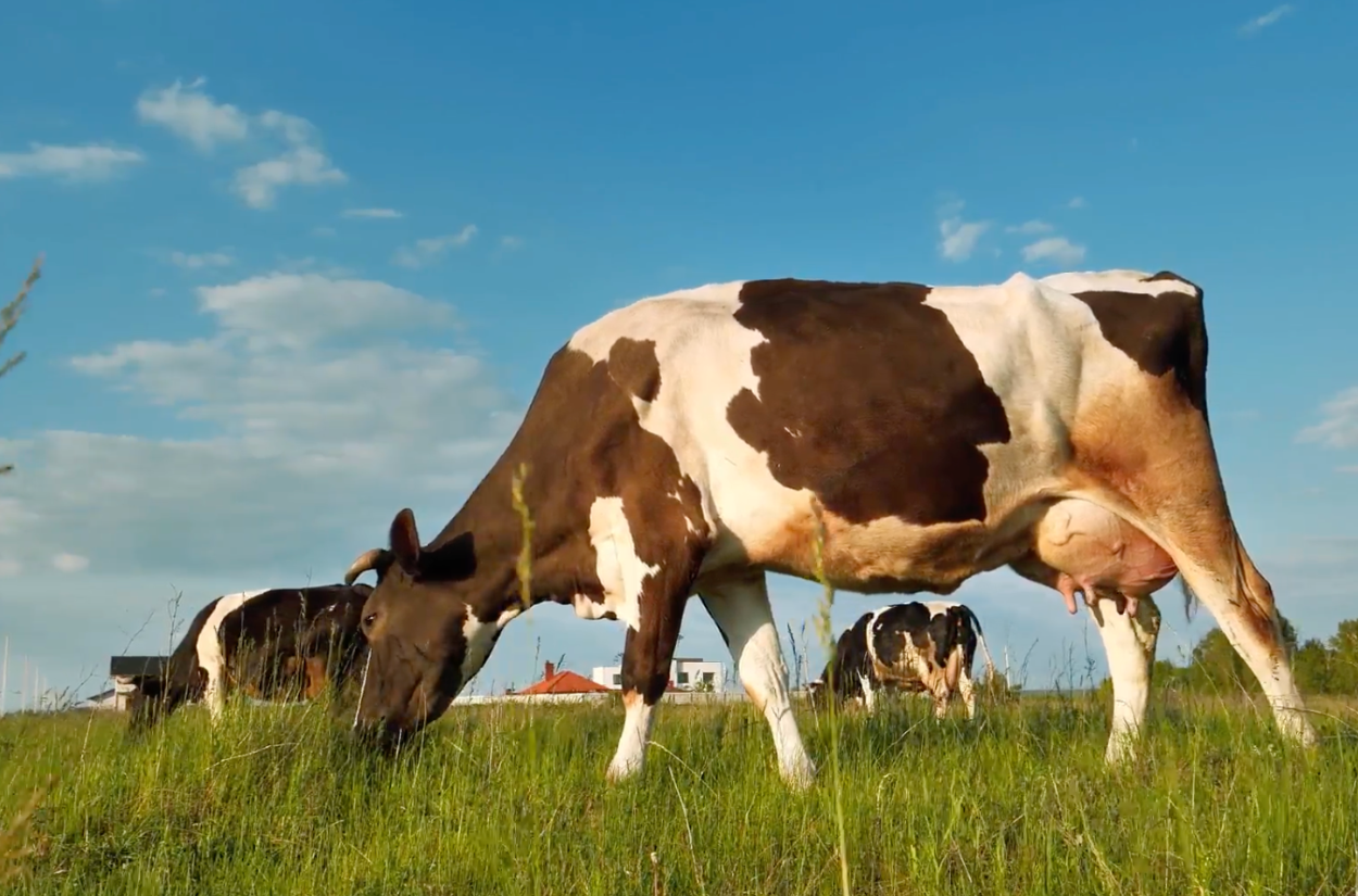 How New York Dairy Farms Put Sustainability Into Practice