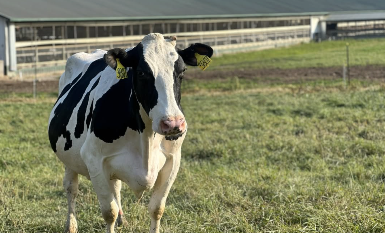 From Winter to Spring on a New York Dairy Farm