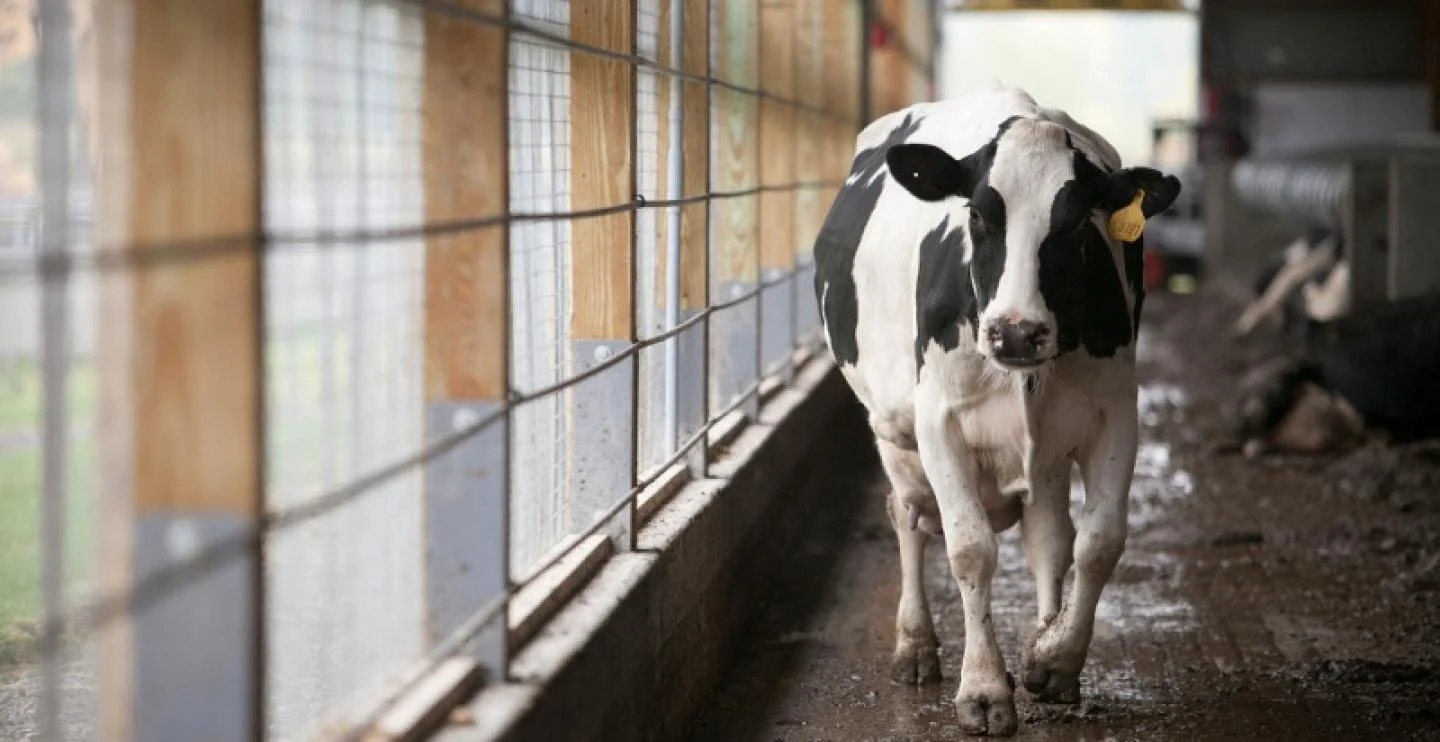 The Program Helping New York Dairy Farms Thrive