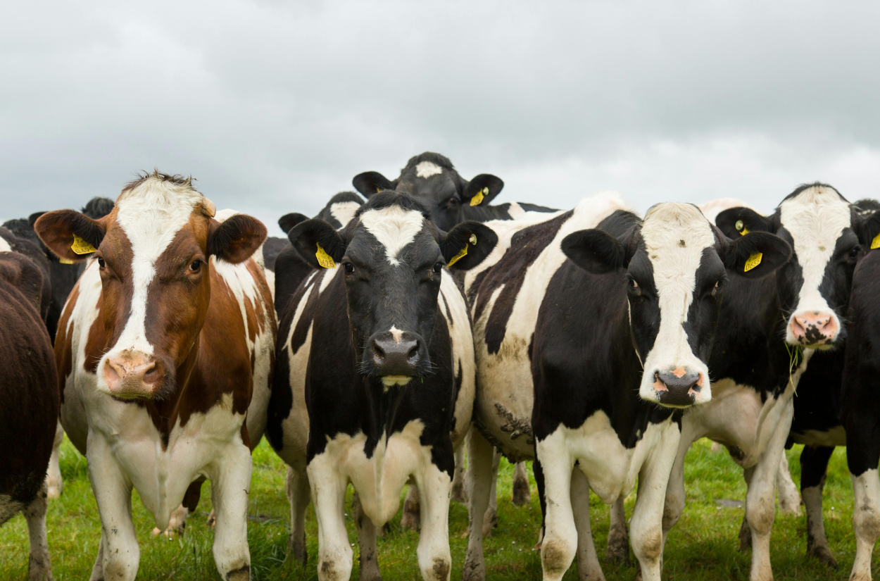 The New York Dairy Boom: Growth, Challenges, and What Comes Next