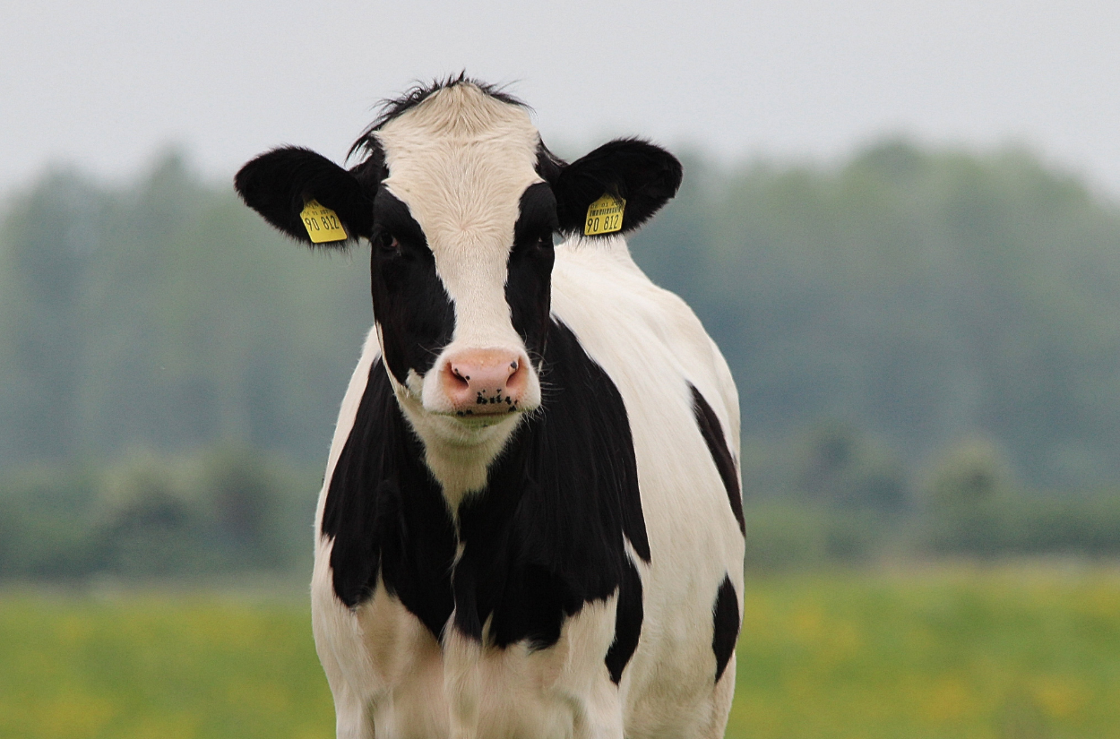 Celebrating Dairy Month All June Long