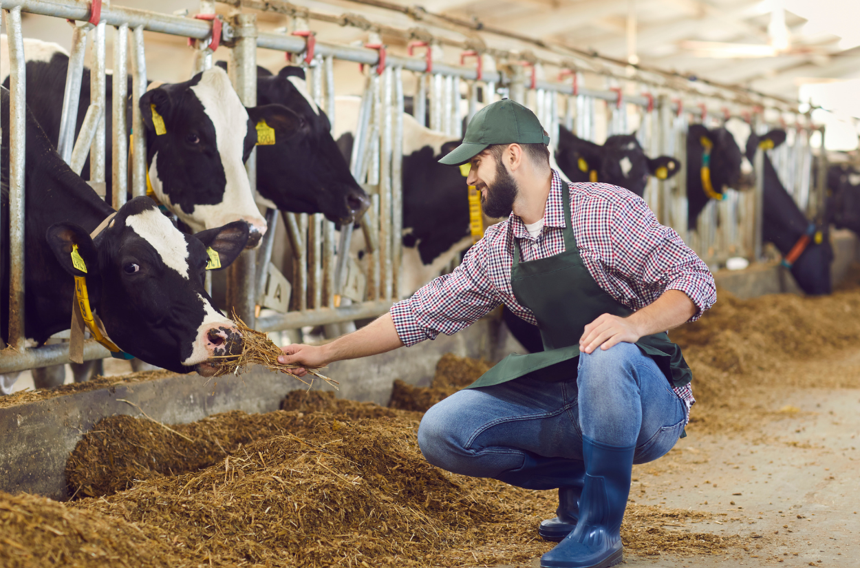 Summer Is One of the Busiest Seasons on a Dairy Farm