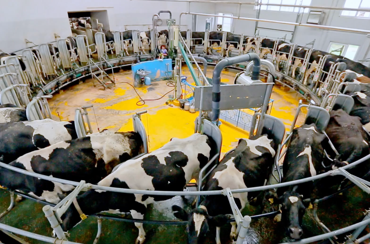 New York’s Dairy Production Ranks Fifth Nationally