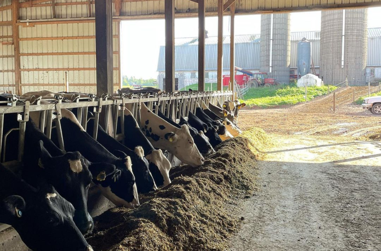 New York's Dairy Modernization Grants Are Changing Farms
