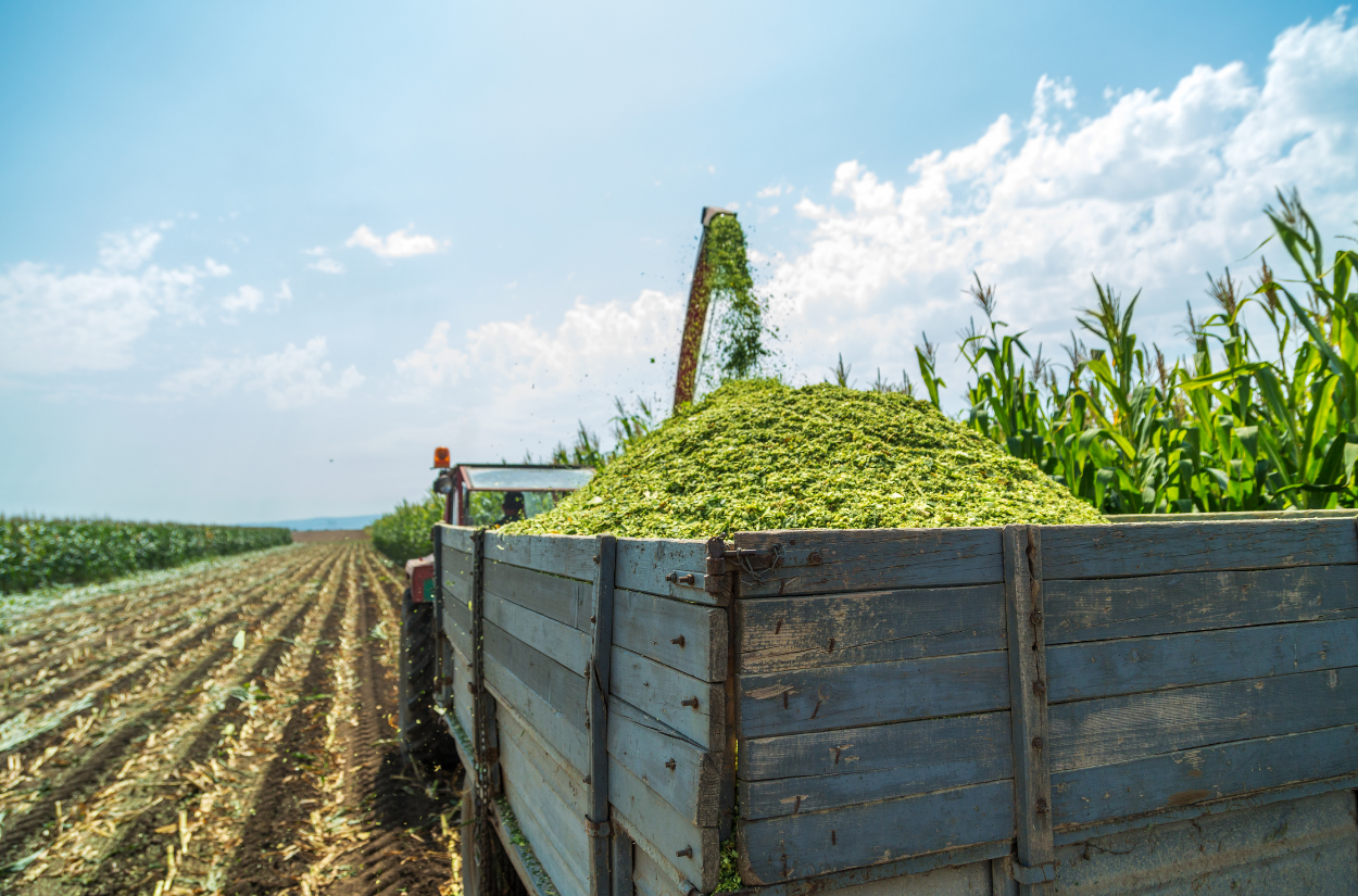 What Is Corn Silage and Why Is It So Important to Dairy Farms?