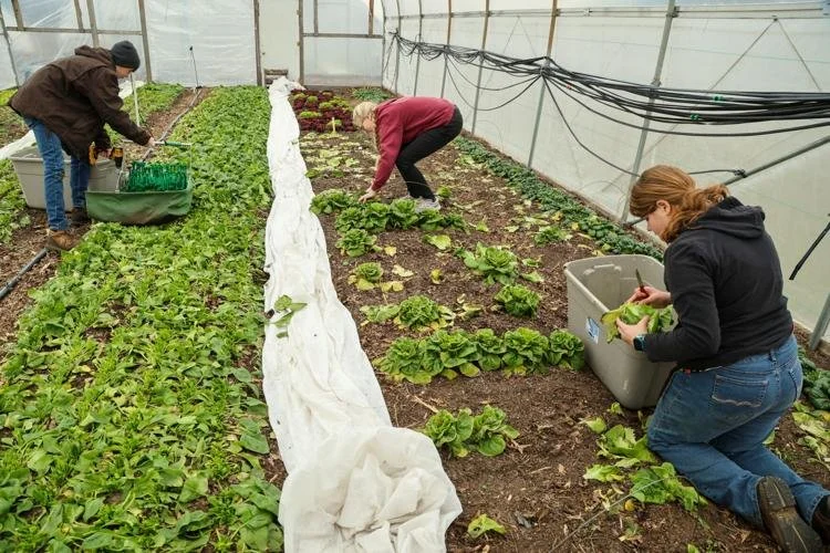 Eating local: Region Roots supports farmers, expands local food access