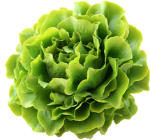 Lettuce 60 heads