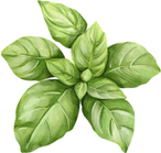 Basil 60 clamshells
