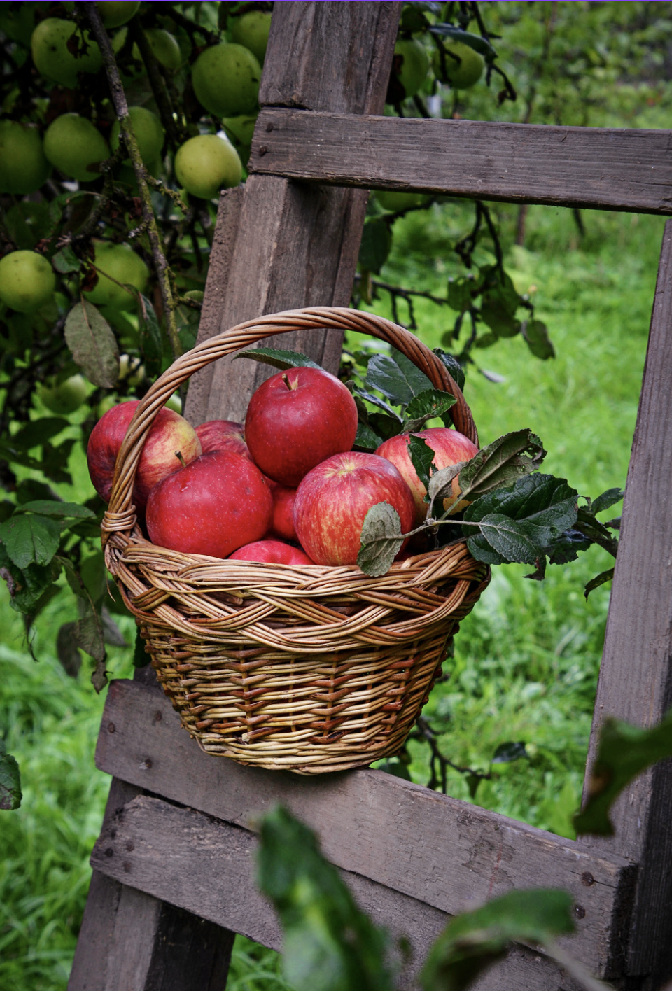 Farm to School: October 2026 Newsletter