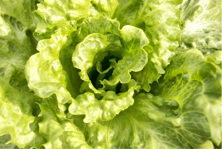 green lettuce
