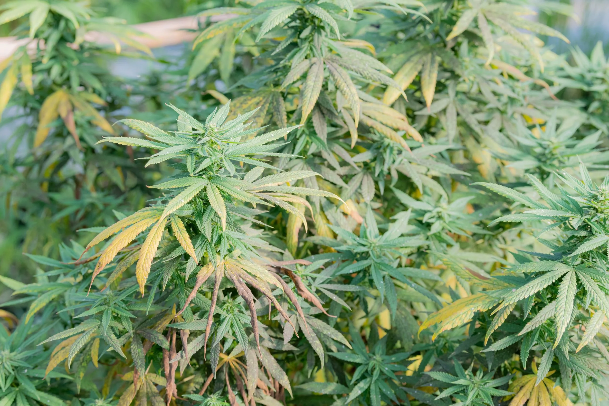Can I Use Fungicides to Treat Cannabis Pathogen Outbreaks?