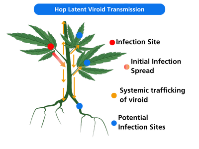  Example of systemic infection moving through the vascular system of a cannabis plant 