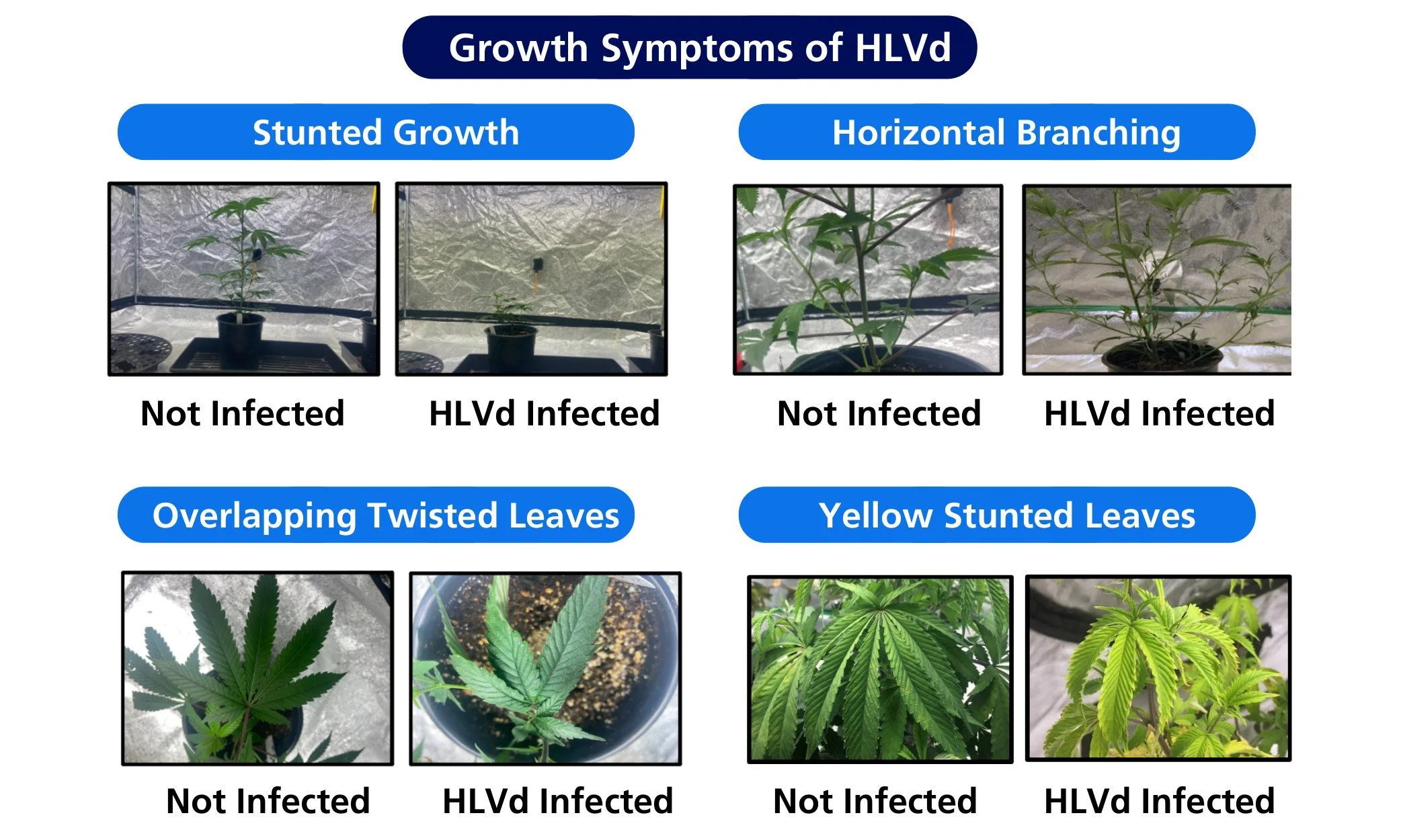  Images from Dark Heart Nursery and Cannabis Business Times 