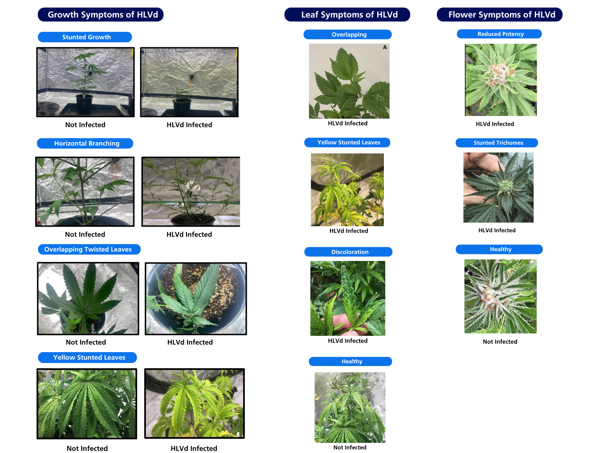  Images from Dark Heart Nursery and Cannabis Business Times 