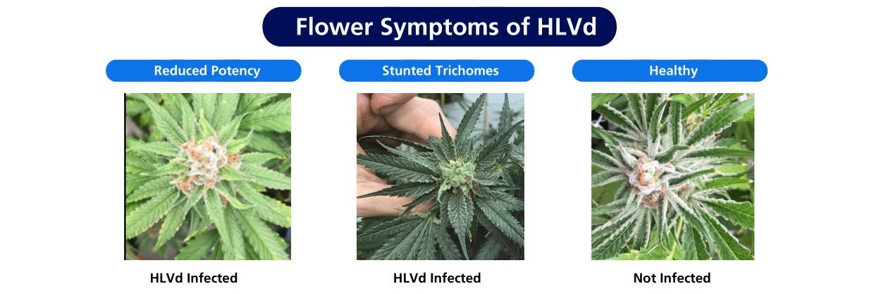  Images from Dark Heart Nursery 