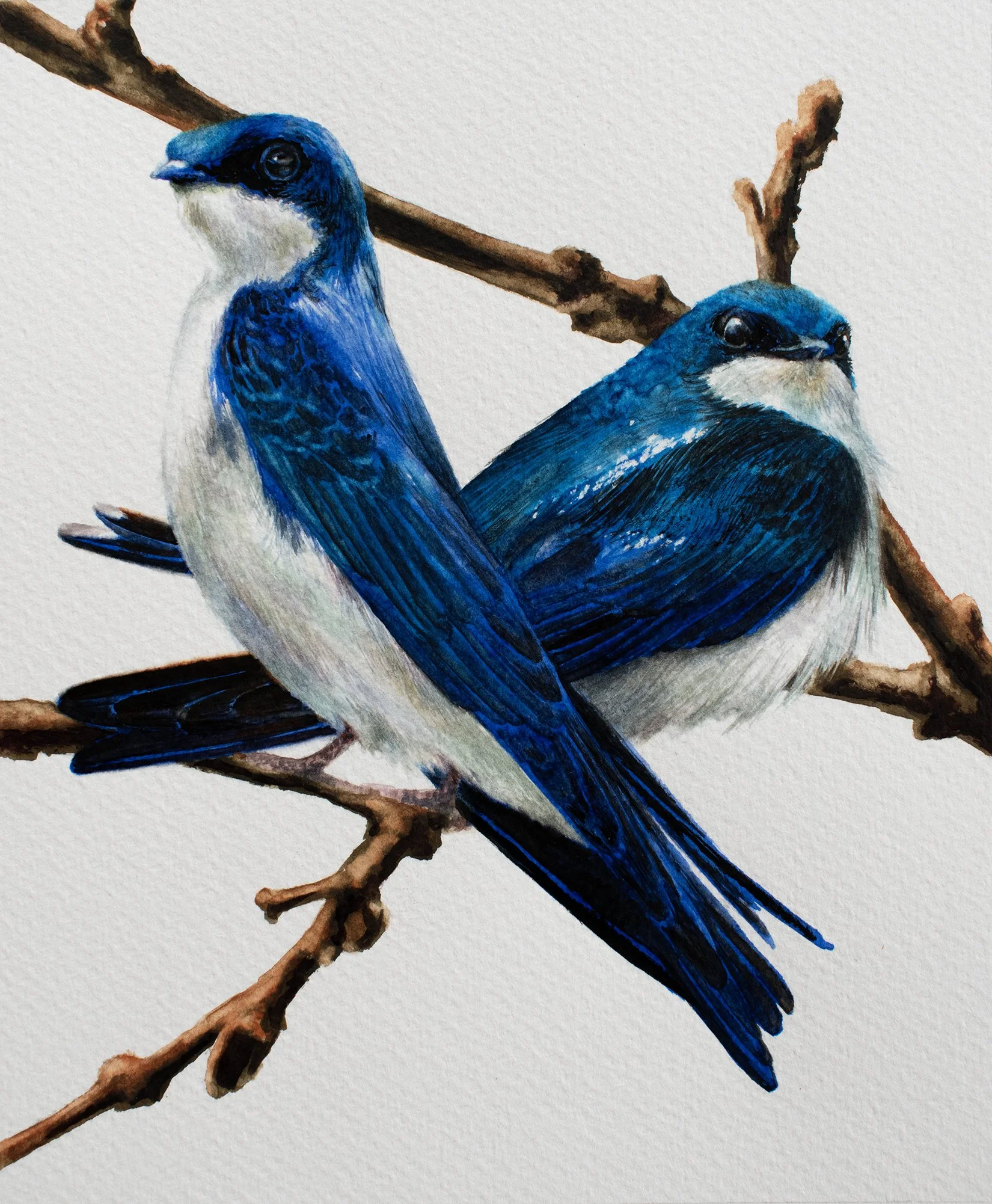 An original watercolor by artist Francine Fox depicting two tree swallows on a branch.