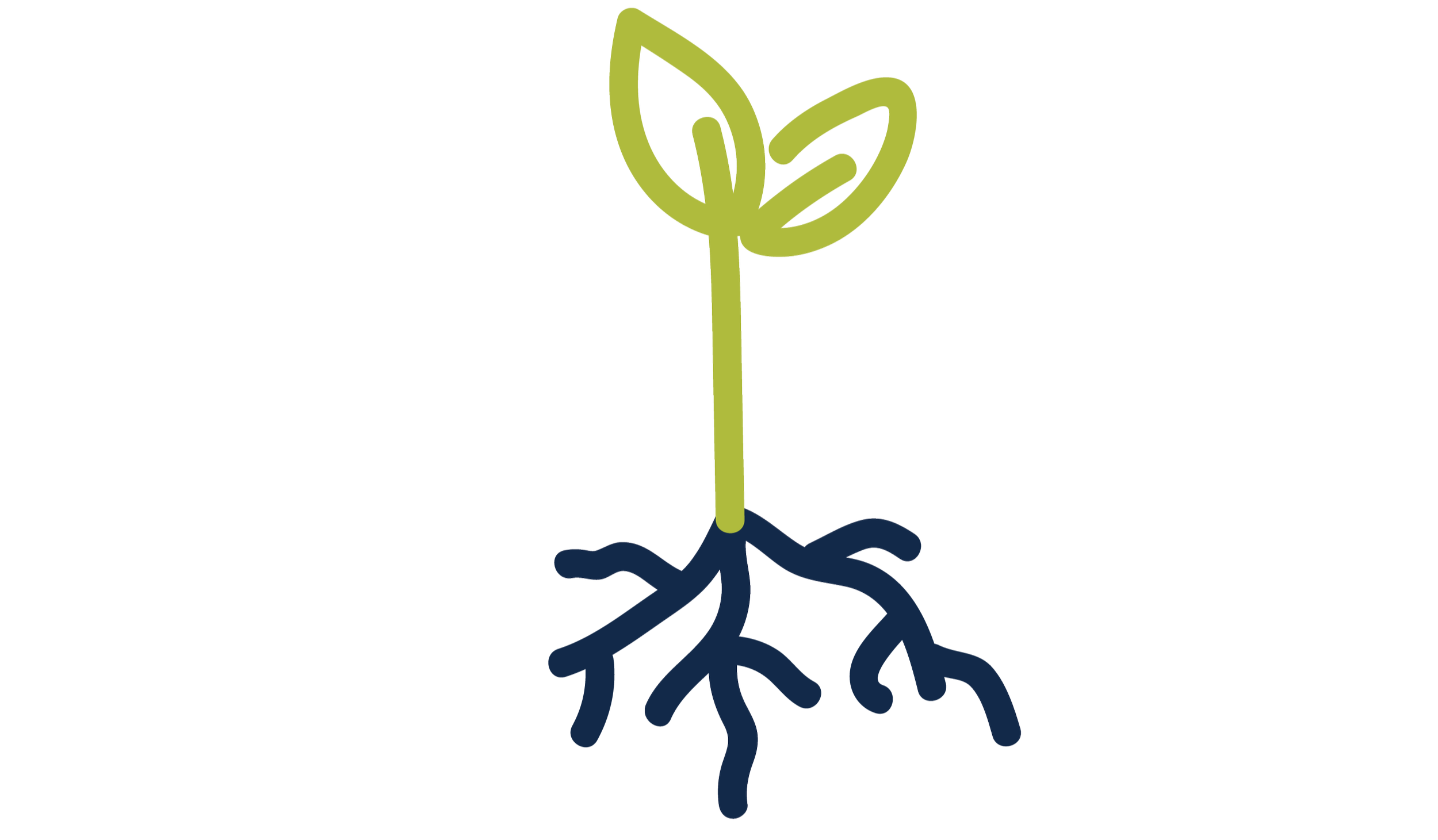 Hand-drawn picture of a baby plant with two leaves and roots.