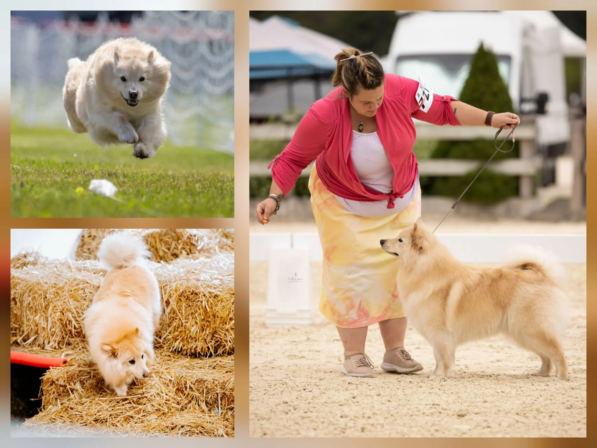 cream colored finnish lapphund