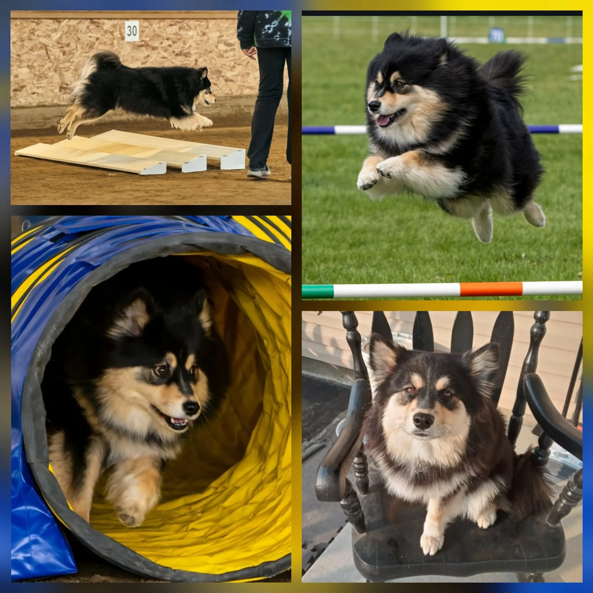 black and tan finnish lapphund doing agility