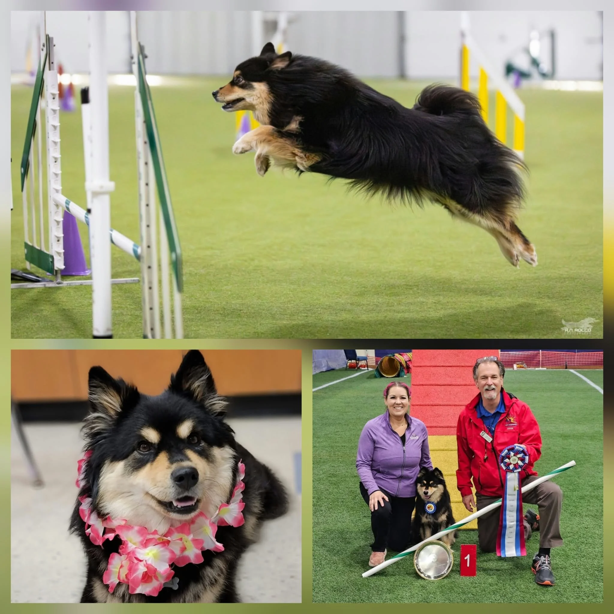 black and tan finnish lapphund doing agility