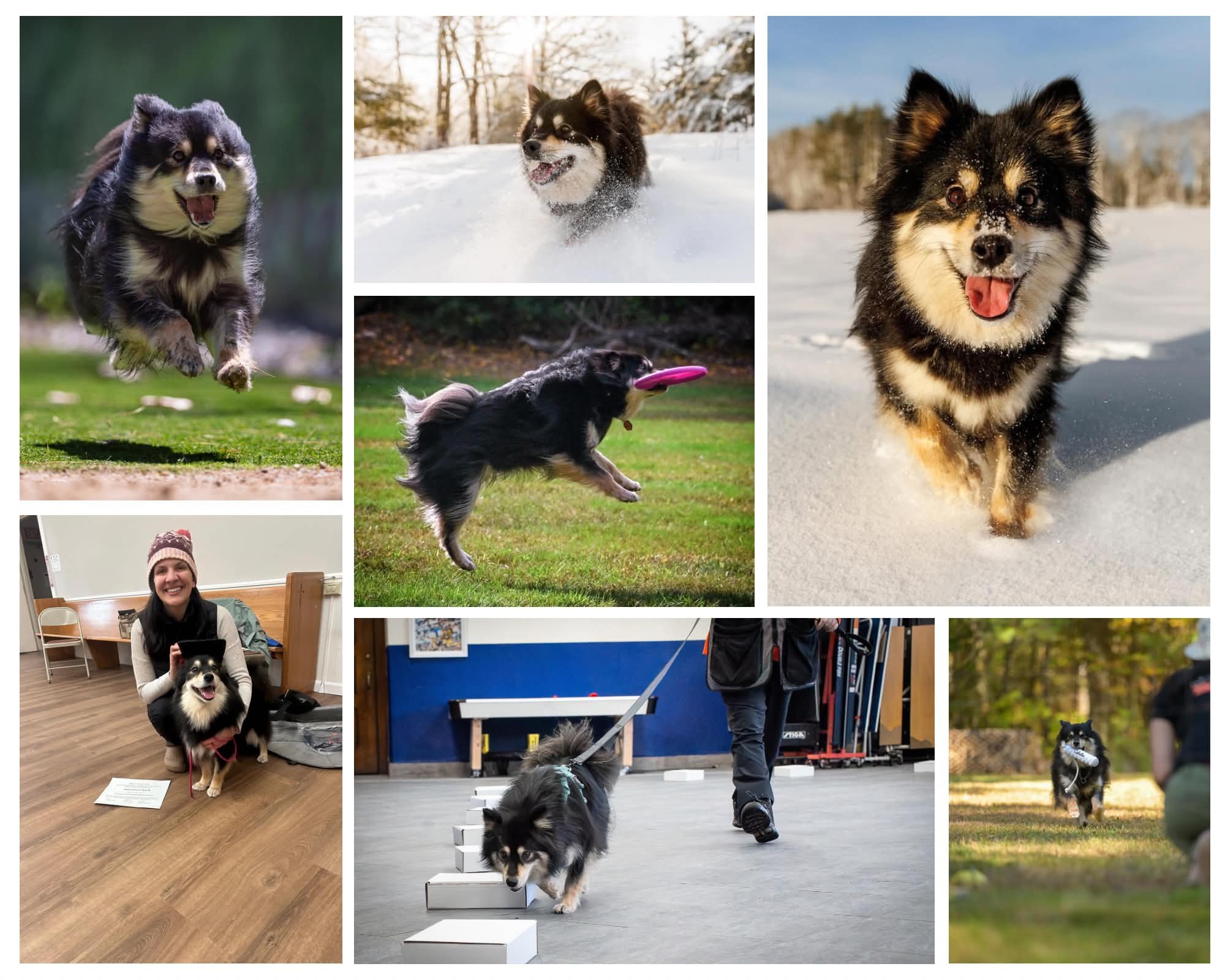 black and tan finnish lapphund doing sports