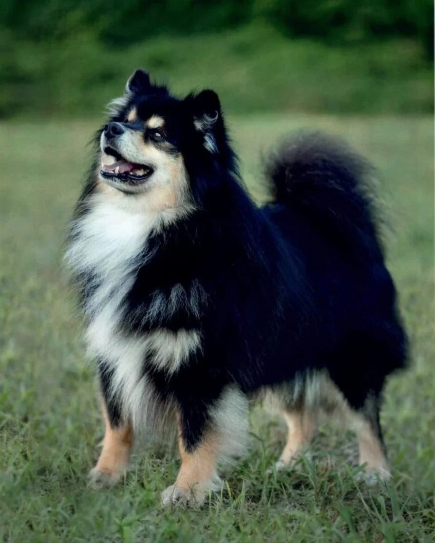 Black and Tan Finnish Lapphund