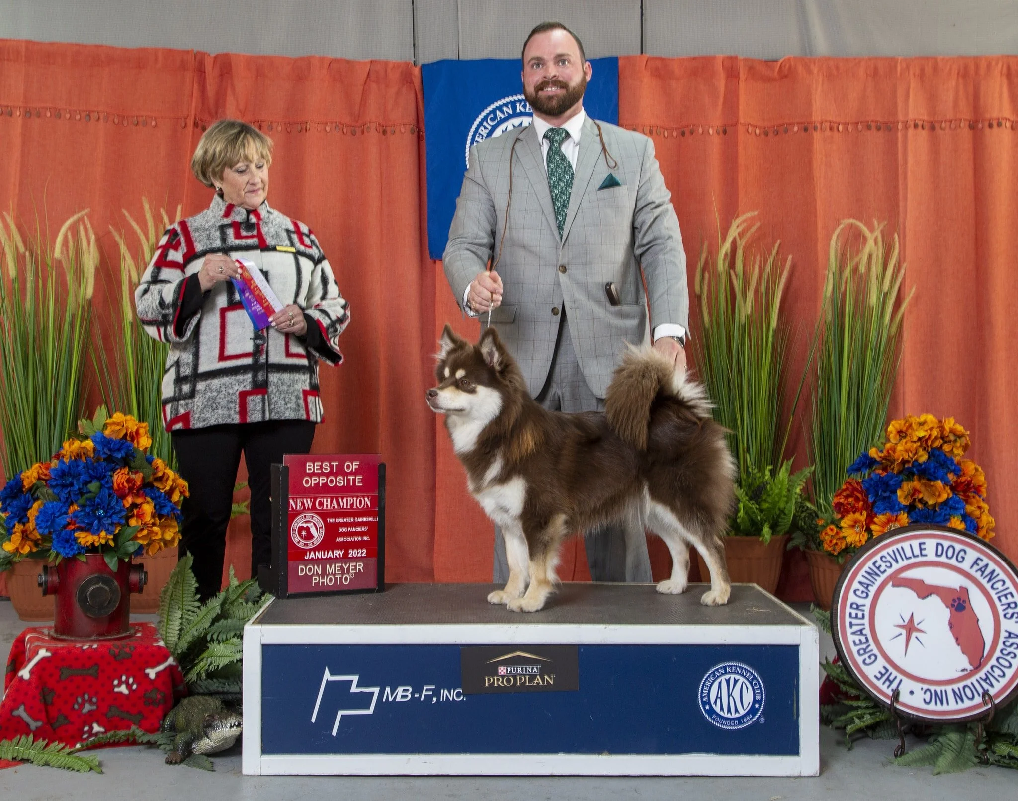 brown and tan finnish lapphund