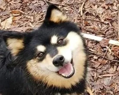 black and tan finnish lapphund
