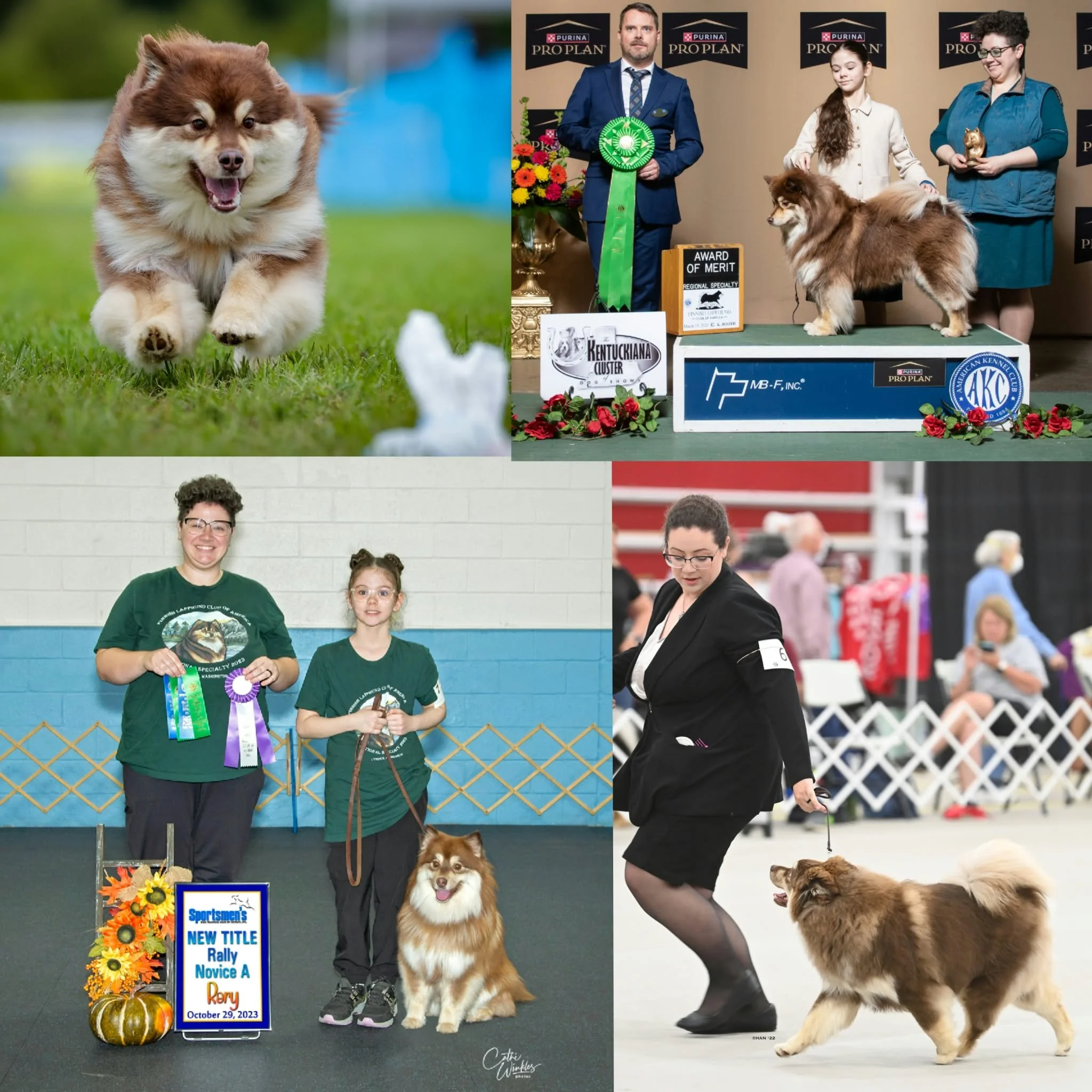 brown and tan finnish lapphund winning awards
