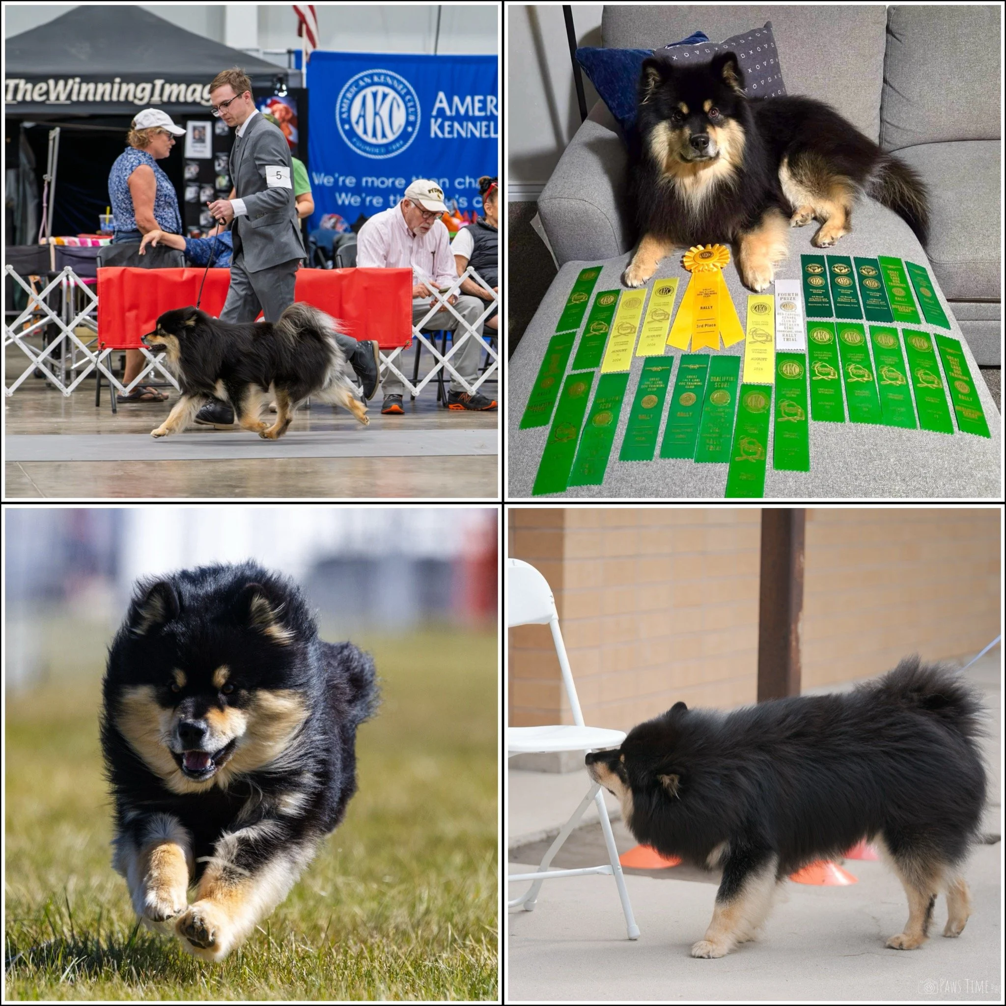 black and tan finnish lapphund doing sports
