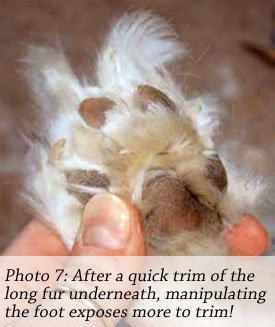 how do groomers bathe a finnish lapphund