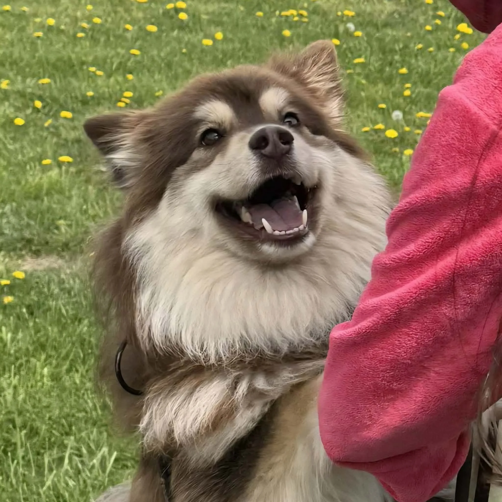 brown and tan finnish lapphund smiling