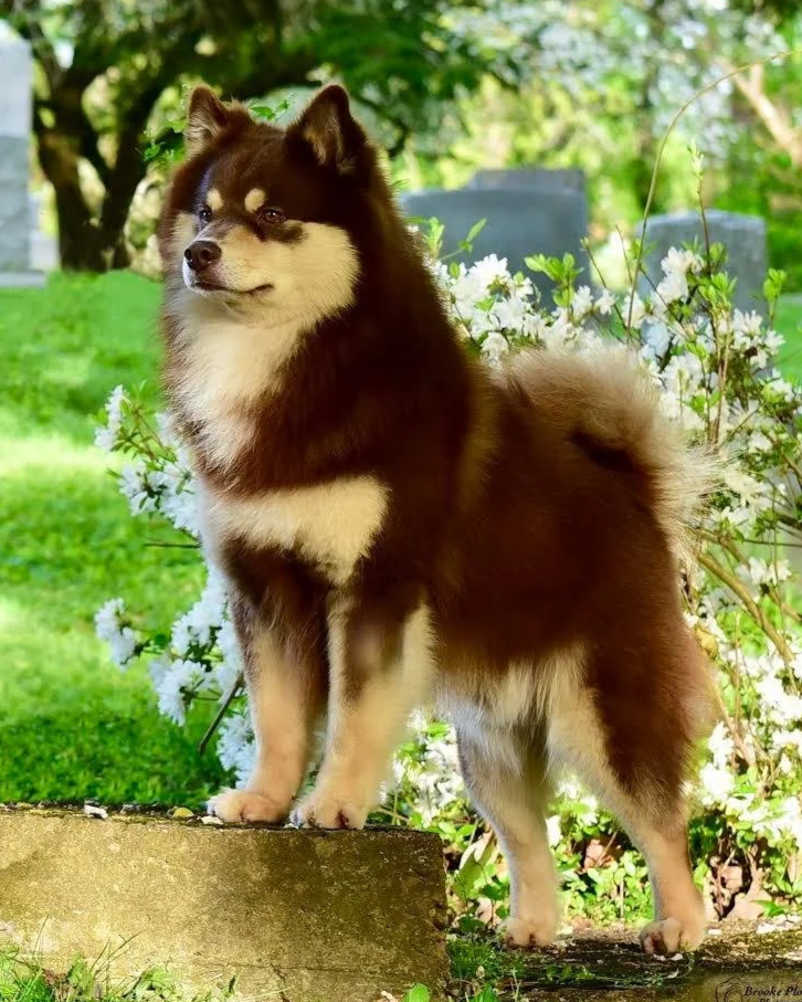 Brown and Tan Finnish Lapphund