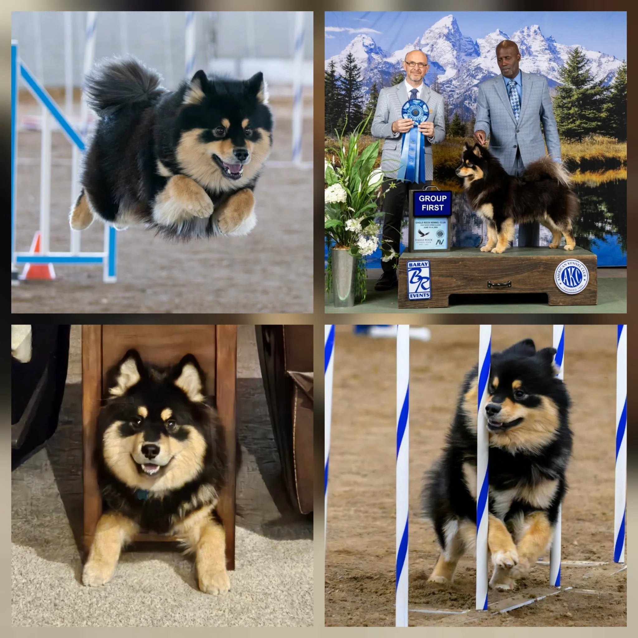 black and tan finnish lapphund doing agility