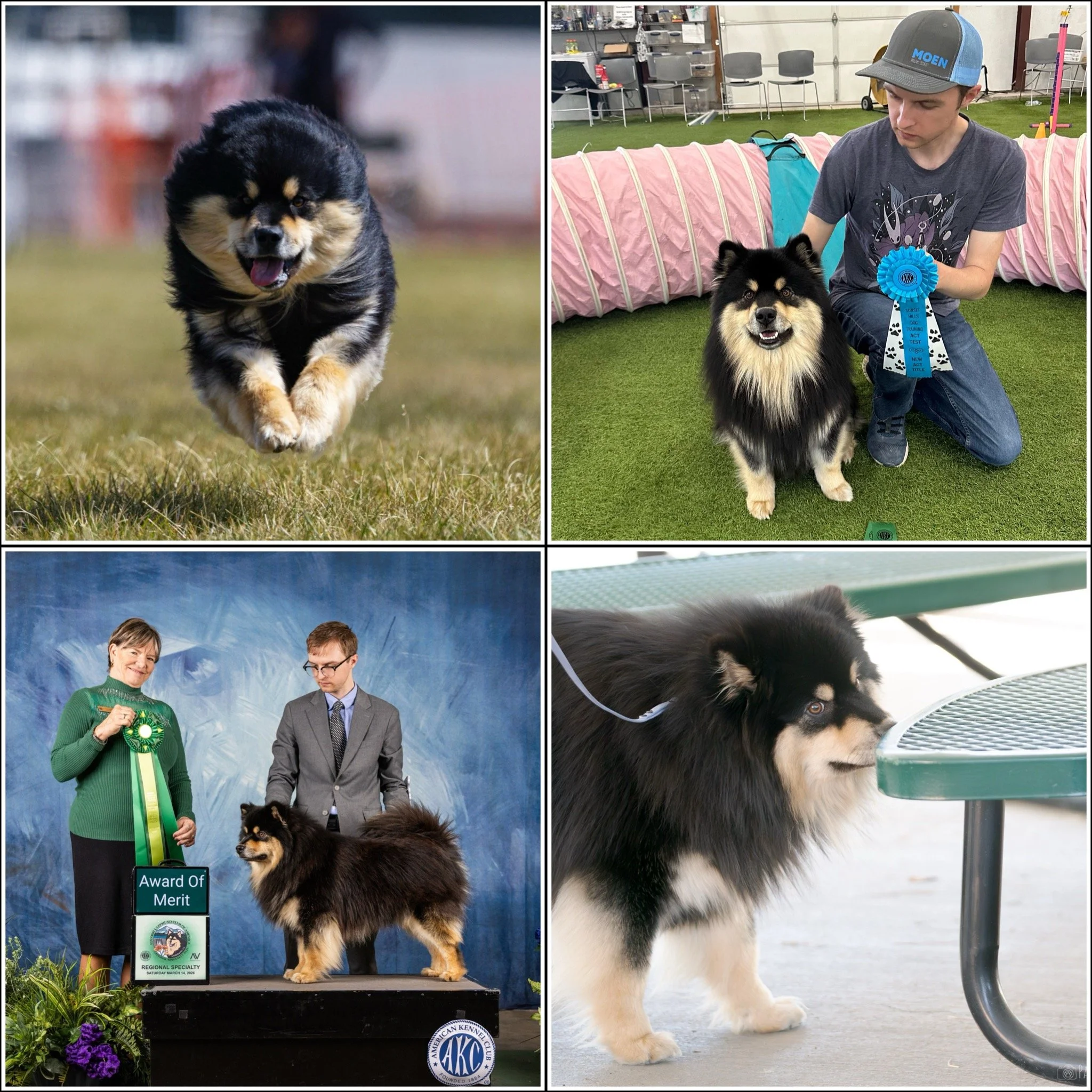 black and tan finnish lapphund doing sports