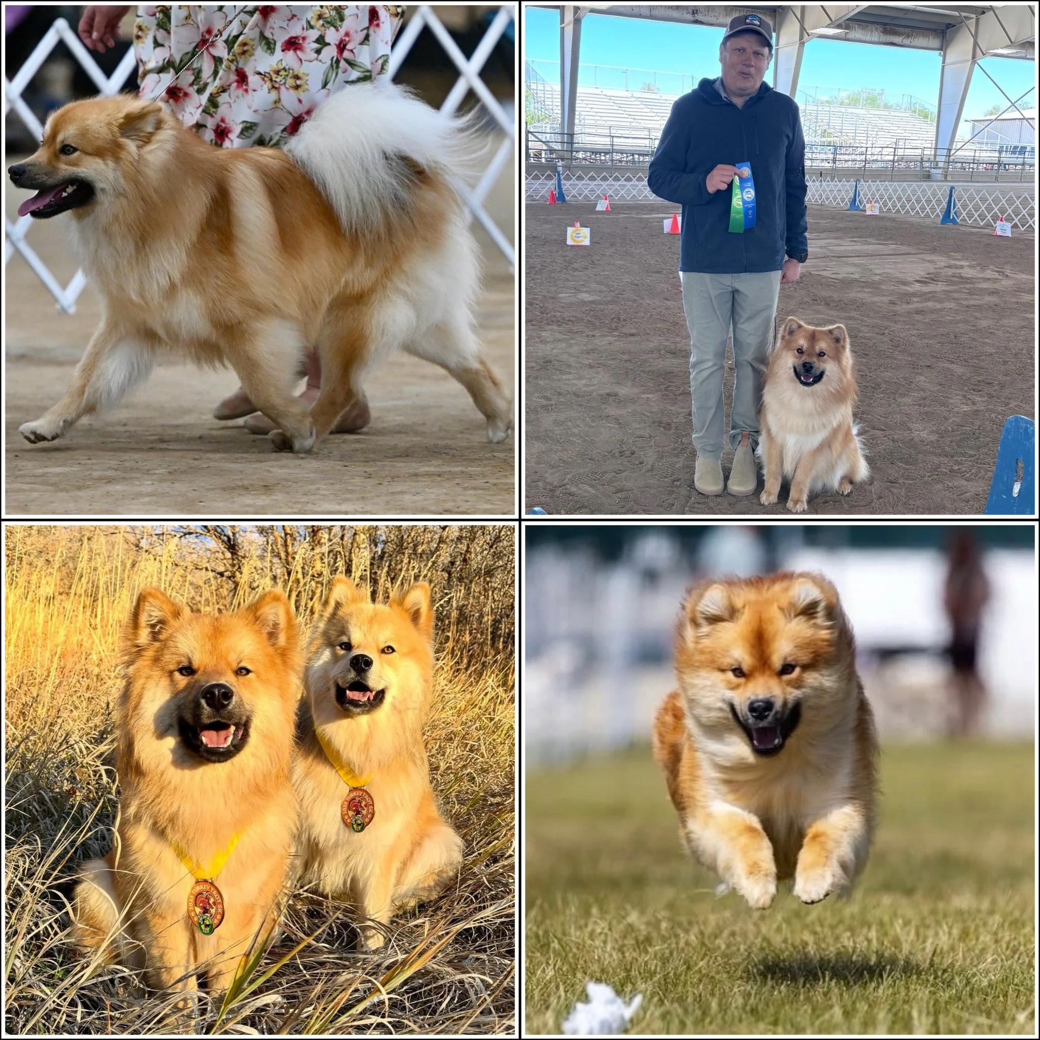 black sable finnish lapphund doing sports