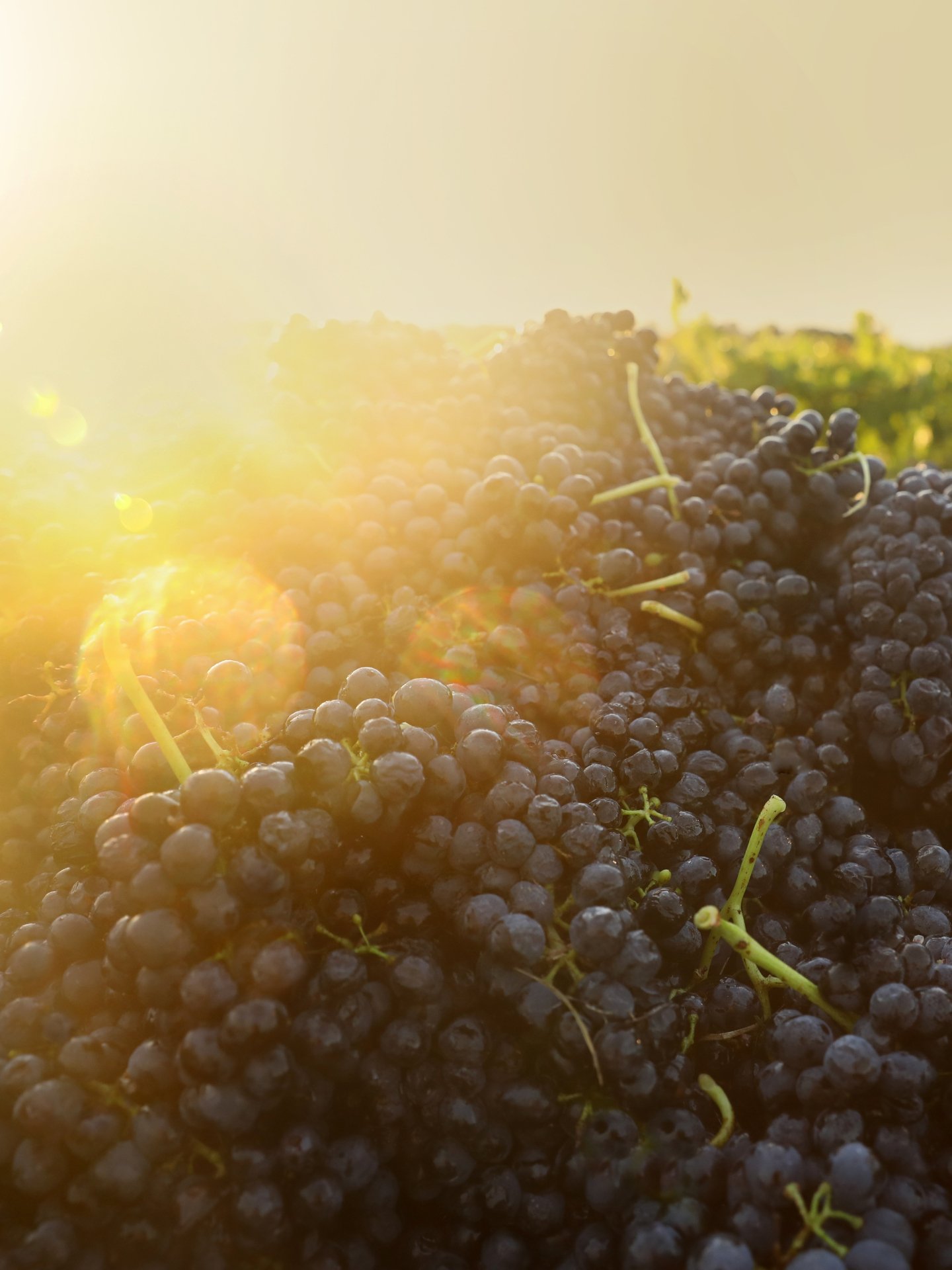 The Hunter Valley&rsquo;s enviable heritage of trailblazing viticulturists, winemaking dynasties and iconic wines is where great Australian grape growing and winemaking all began. The valley&rsquo;s first small vineyard plots of about 20 acres were p