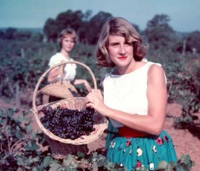 As Australia&rsquo;s oldest wine region, our story is one of pioneering spirit and relentless quality. This legacy began shortly after the first vines were planted, leading to the formation of the Hunter River Vineyard Association in 1847.

The Assoc