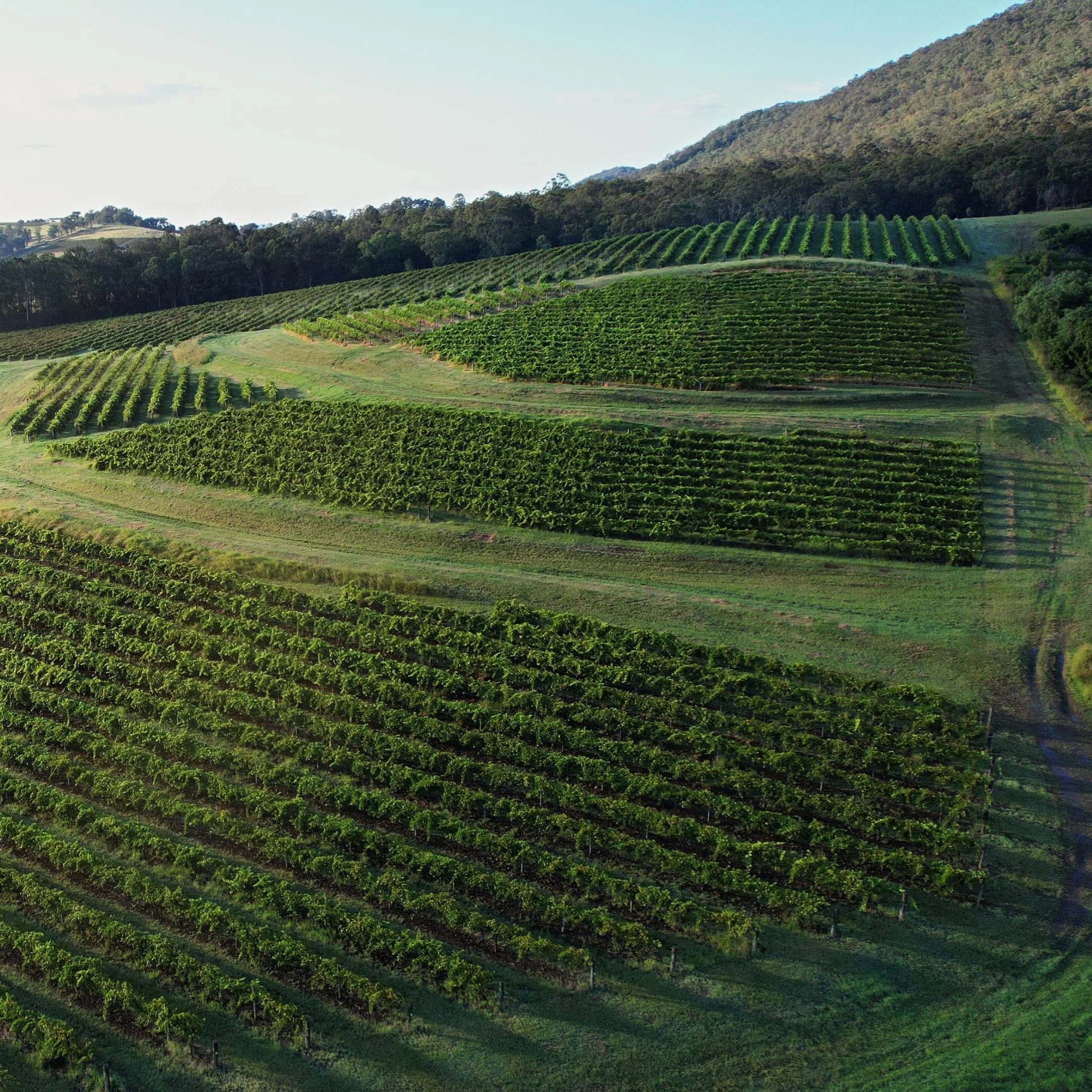 The Hunter Valley has been home to the Wonnarua people, the traditional custodians of this land, for over 30,000 years. Along our borders, the Worimi to the northeast and the Awabakal to the southeast also call this beautiful region home.

As we gath