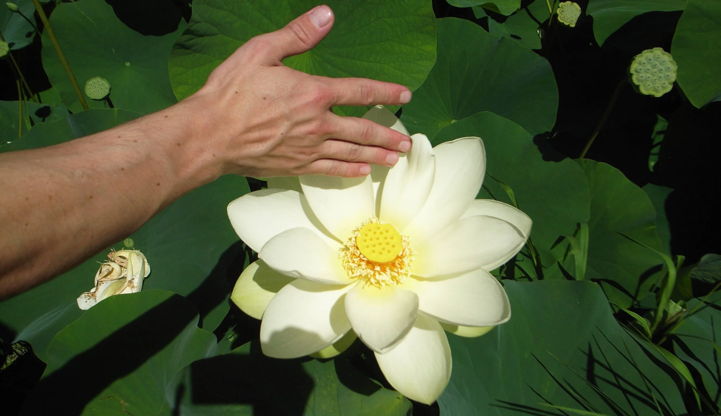 Lotus Home page 01.jpg