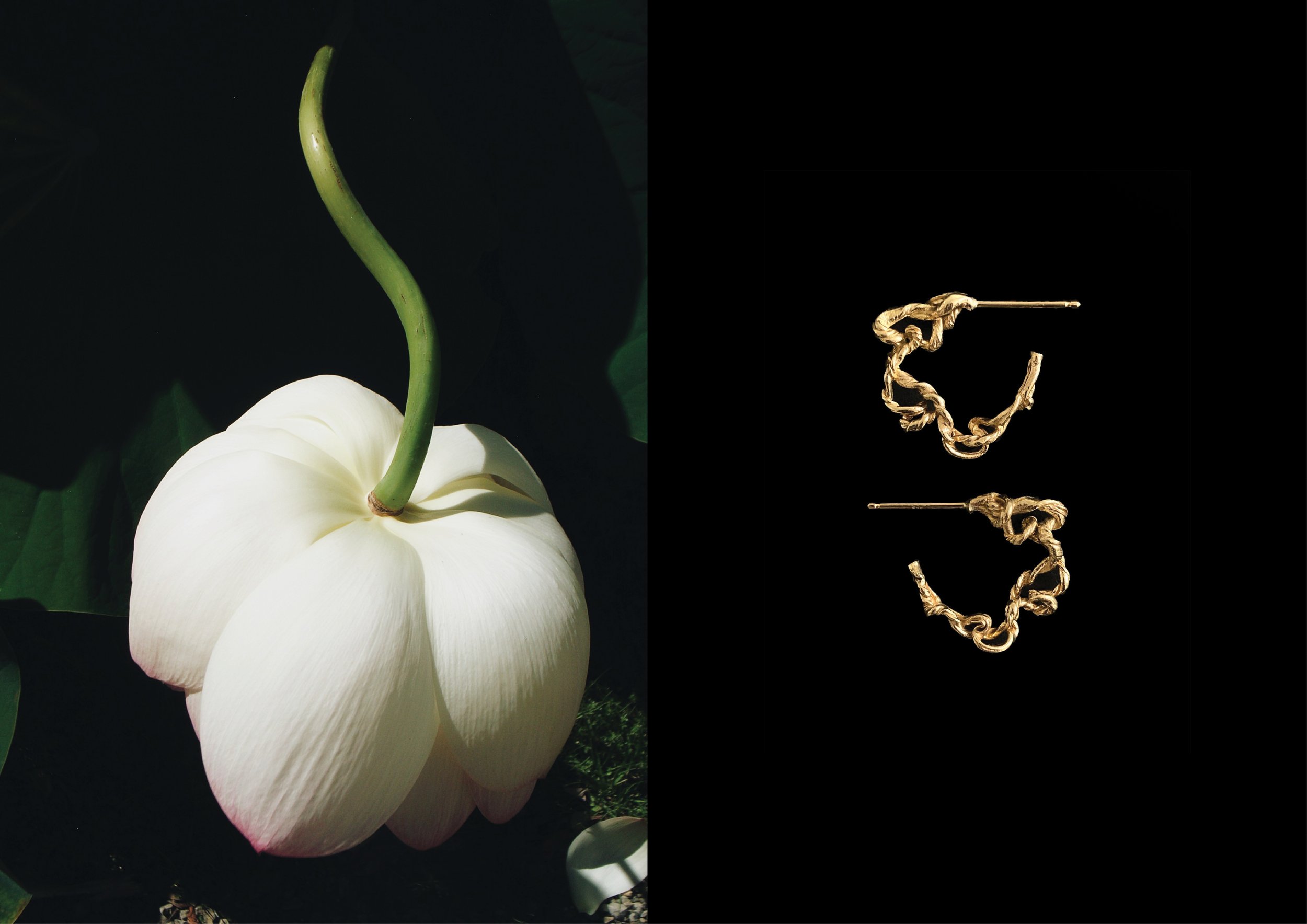 Lotus Earrings, yellow gold.