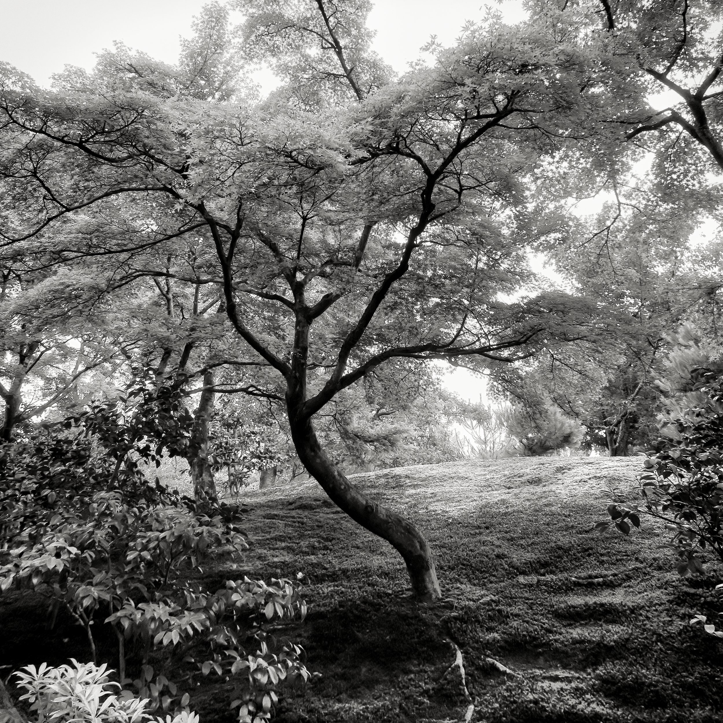 20190718 - 268_Nik_DxO.jpg