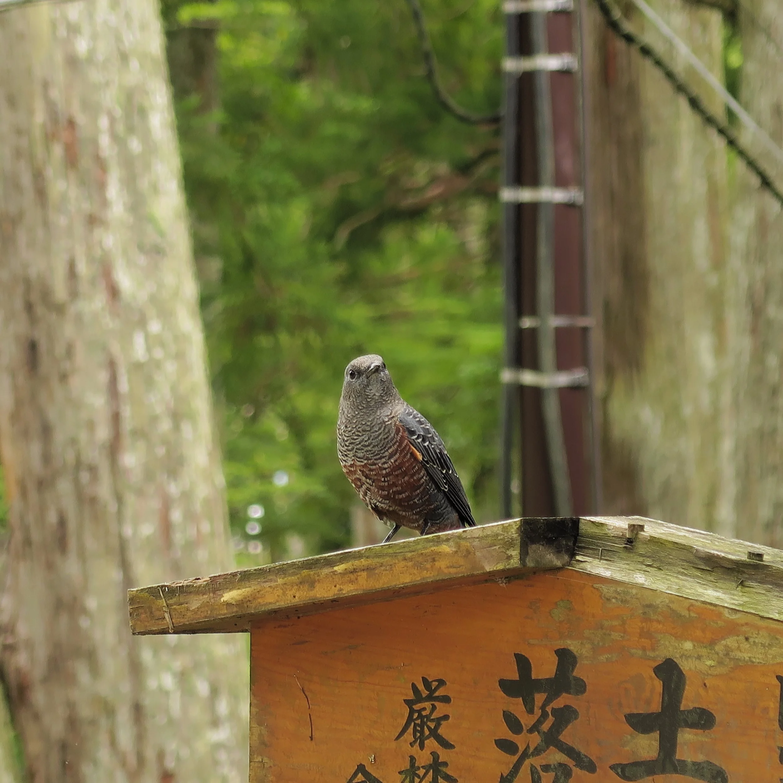 20190722 - 80_DxO.jpg