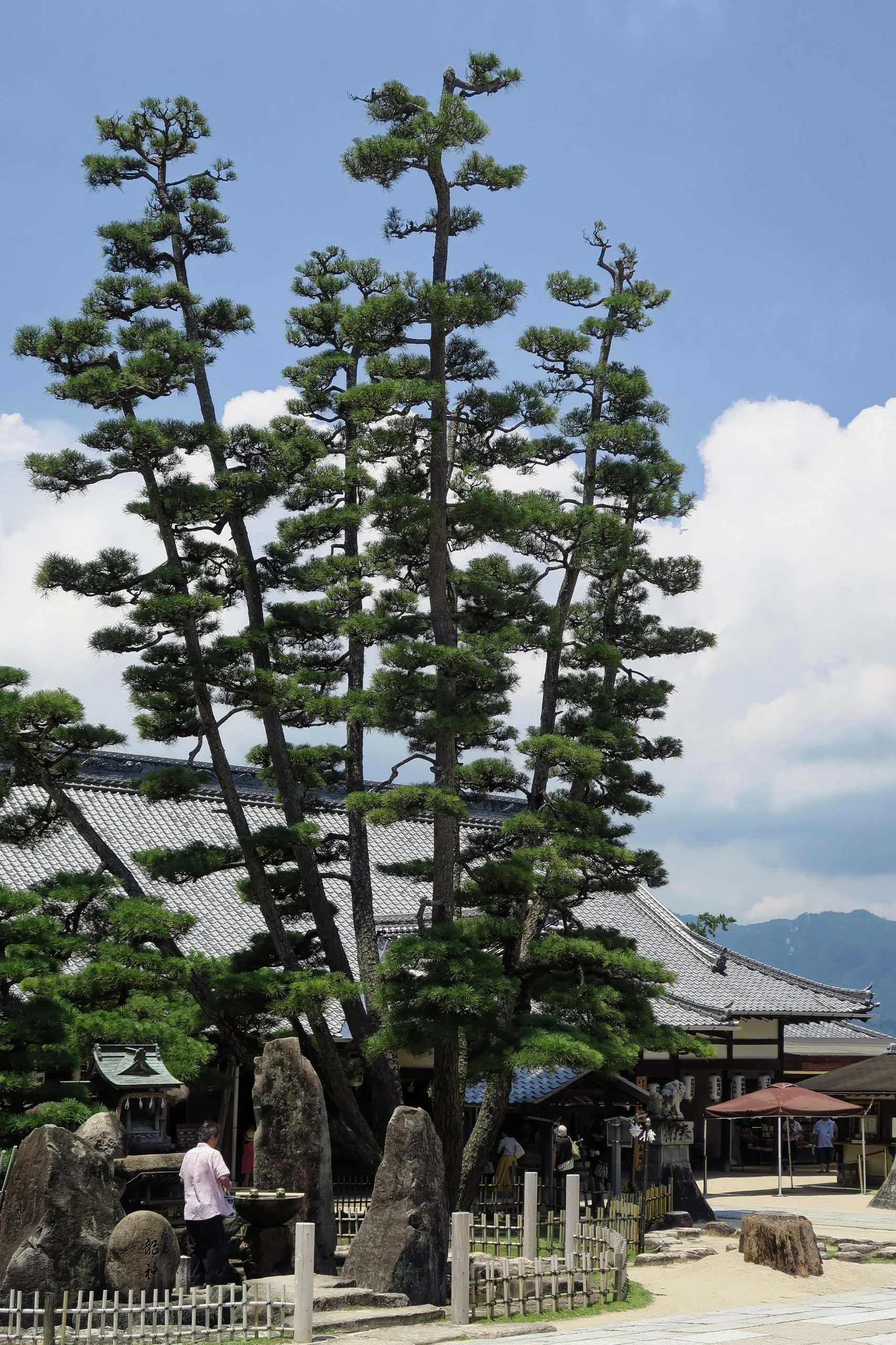 20190726 - 45_DxO.jpg