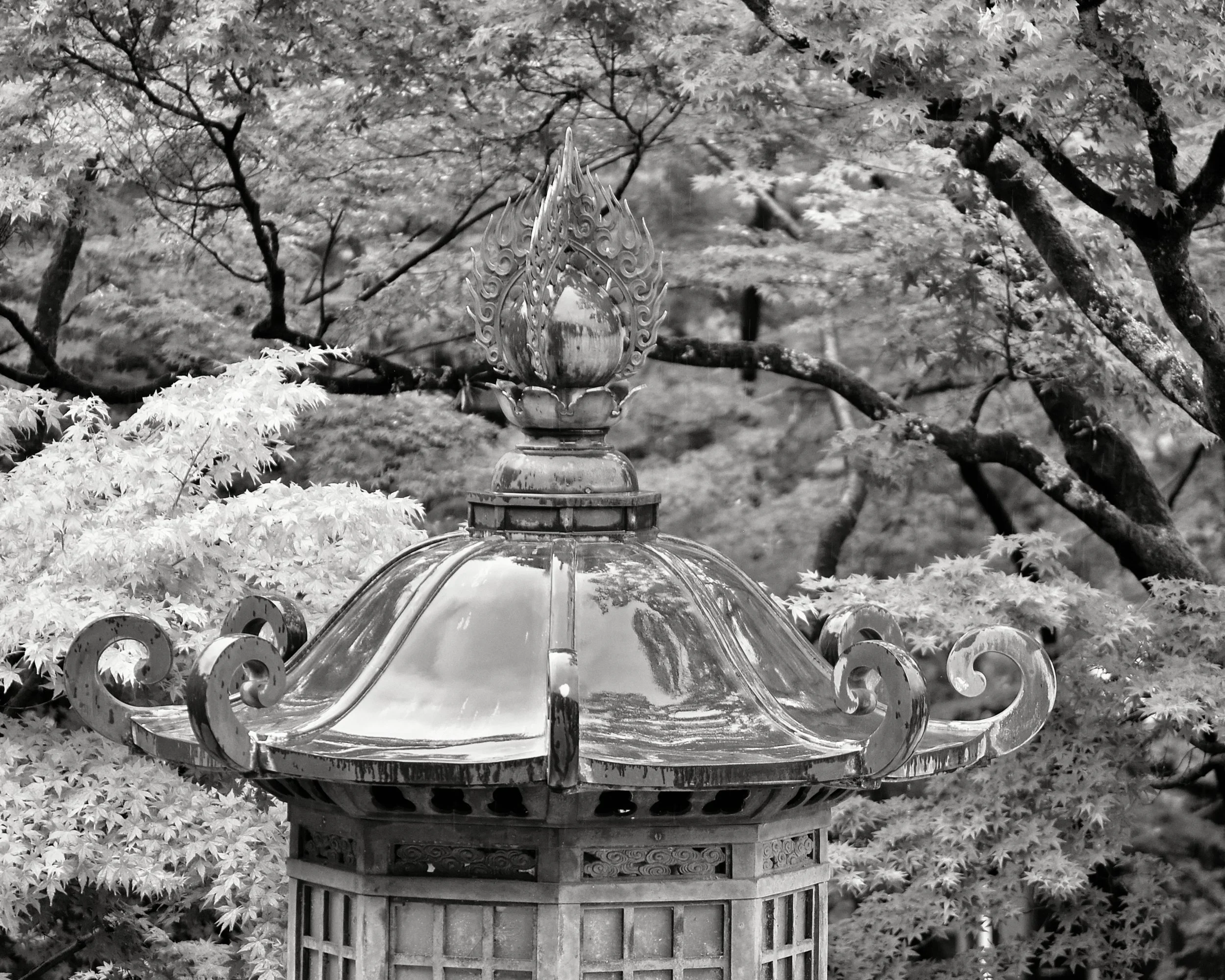 20190719 - 217_Nik_DxO.jpg