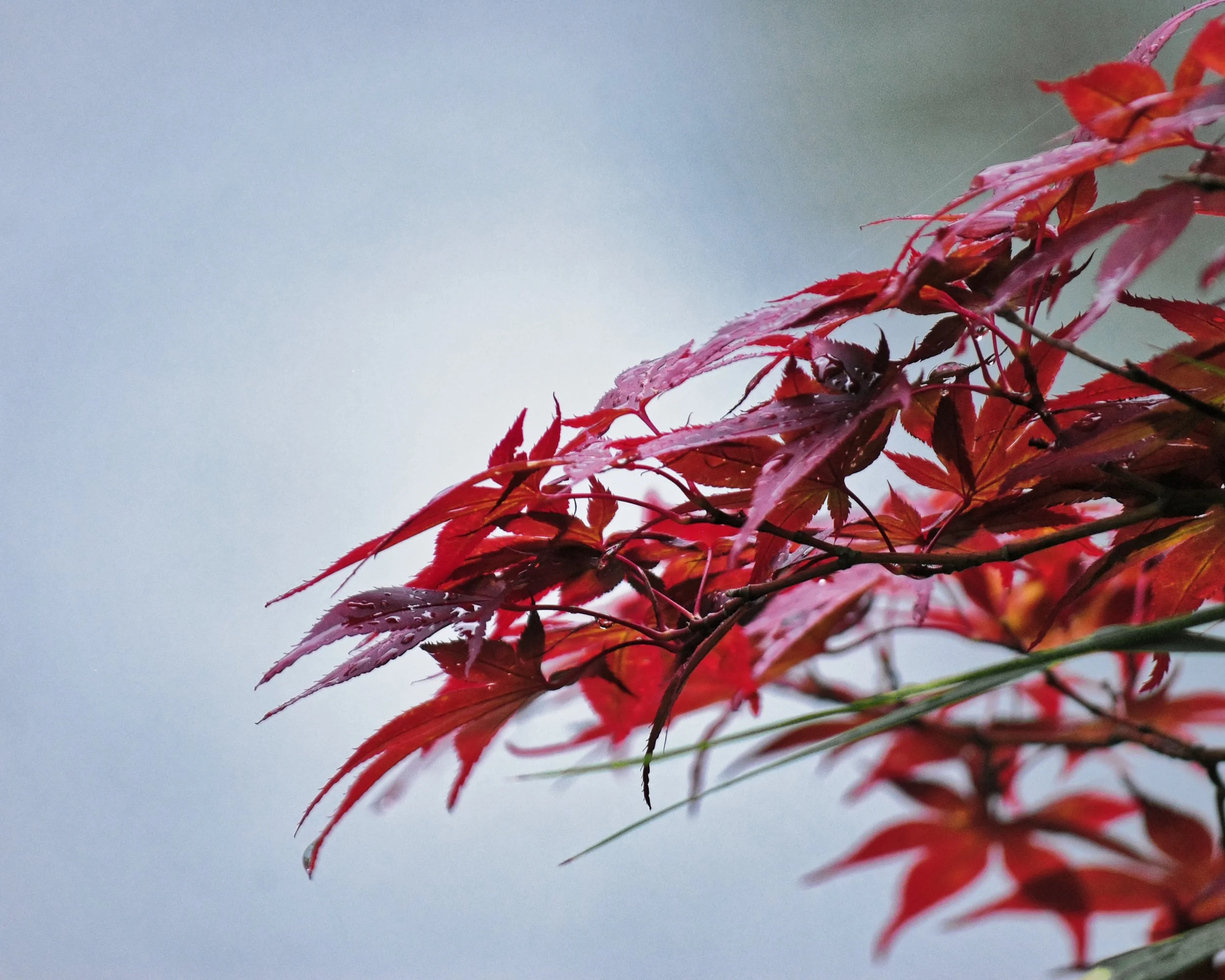 20190719 - 250_DxO.jpg