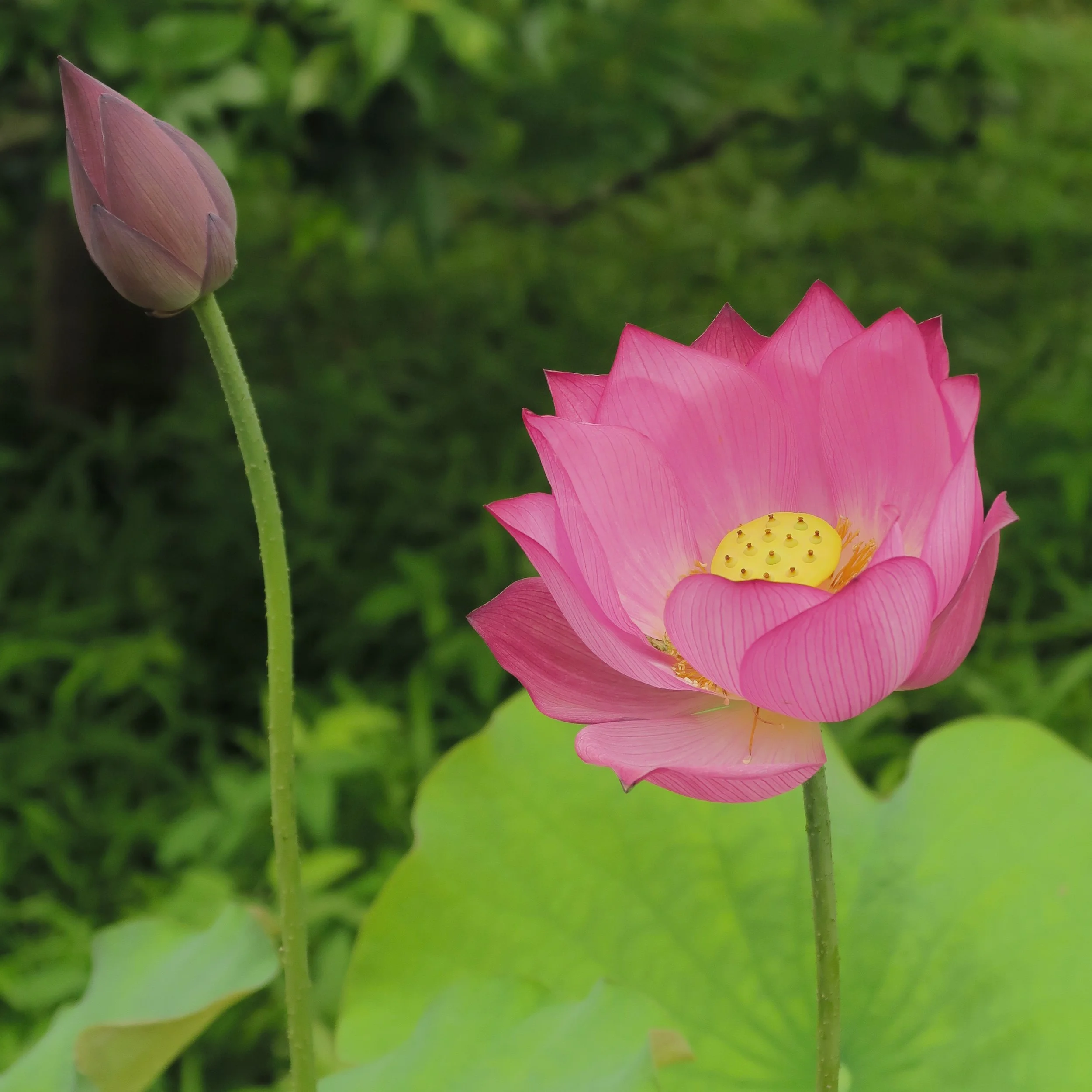 20190720 - 203_DxO.jpg